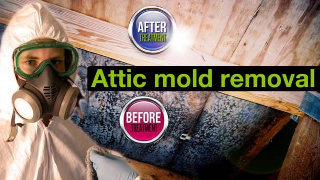 removal of attic mould Ottawa