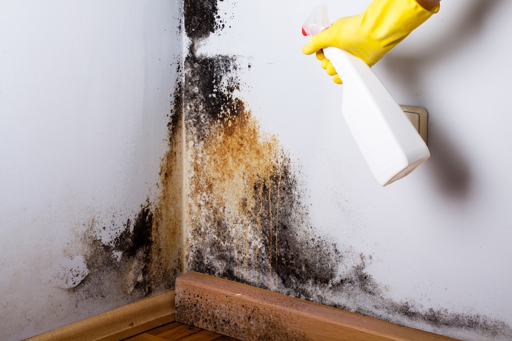 mould on wall removal ottawa