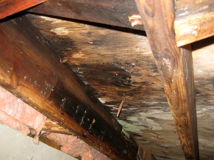 crawlspace mould removal services Ottawa